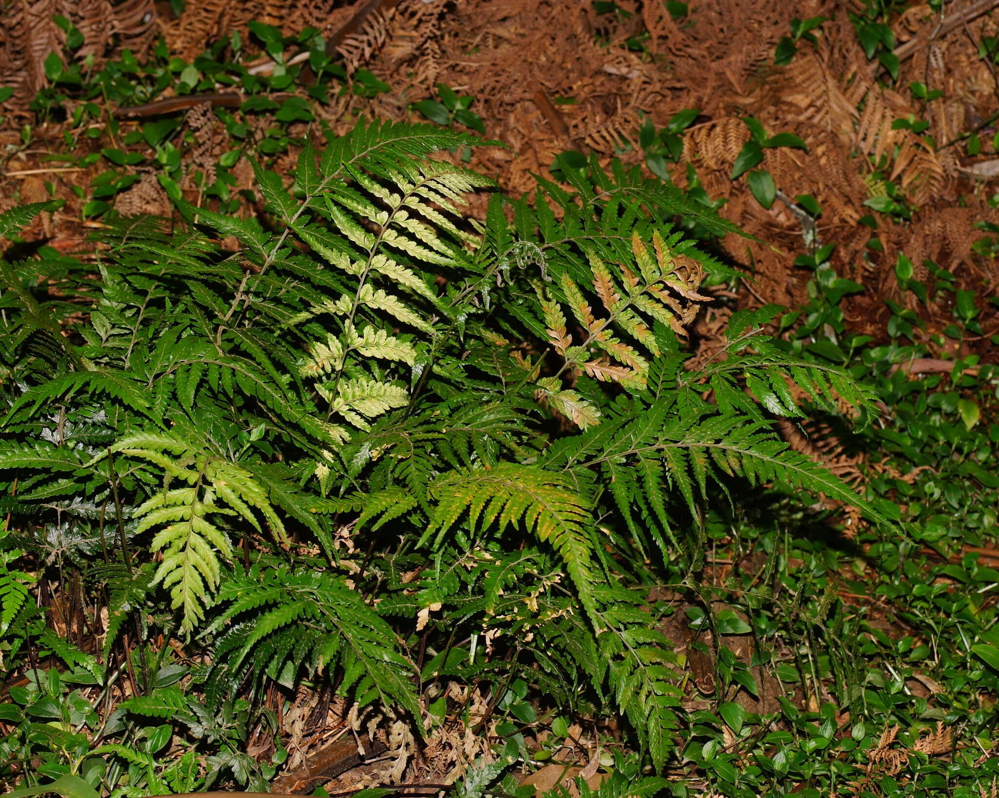 Parapolystichum acuminatum (Houlston) Labiak, Sundue & R. C. Moran的圖片