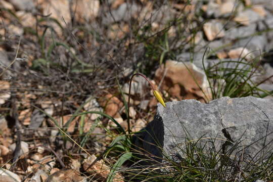 Image of Tulipa sylvestris subsp. sylvestris