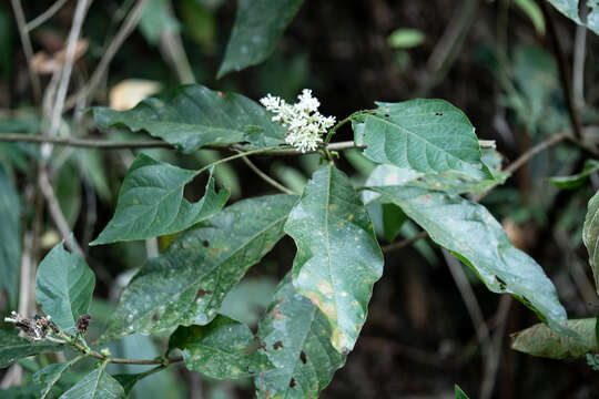 صورة Wendlandia uvariifolia Hance