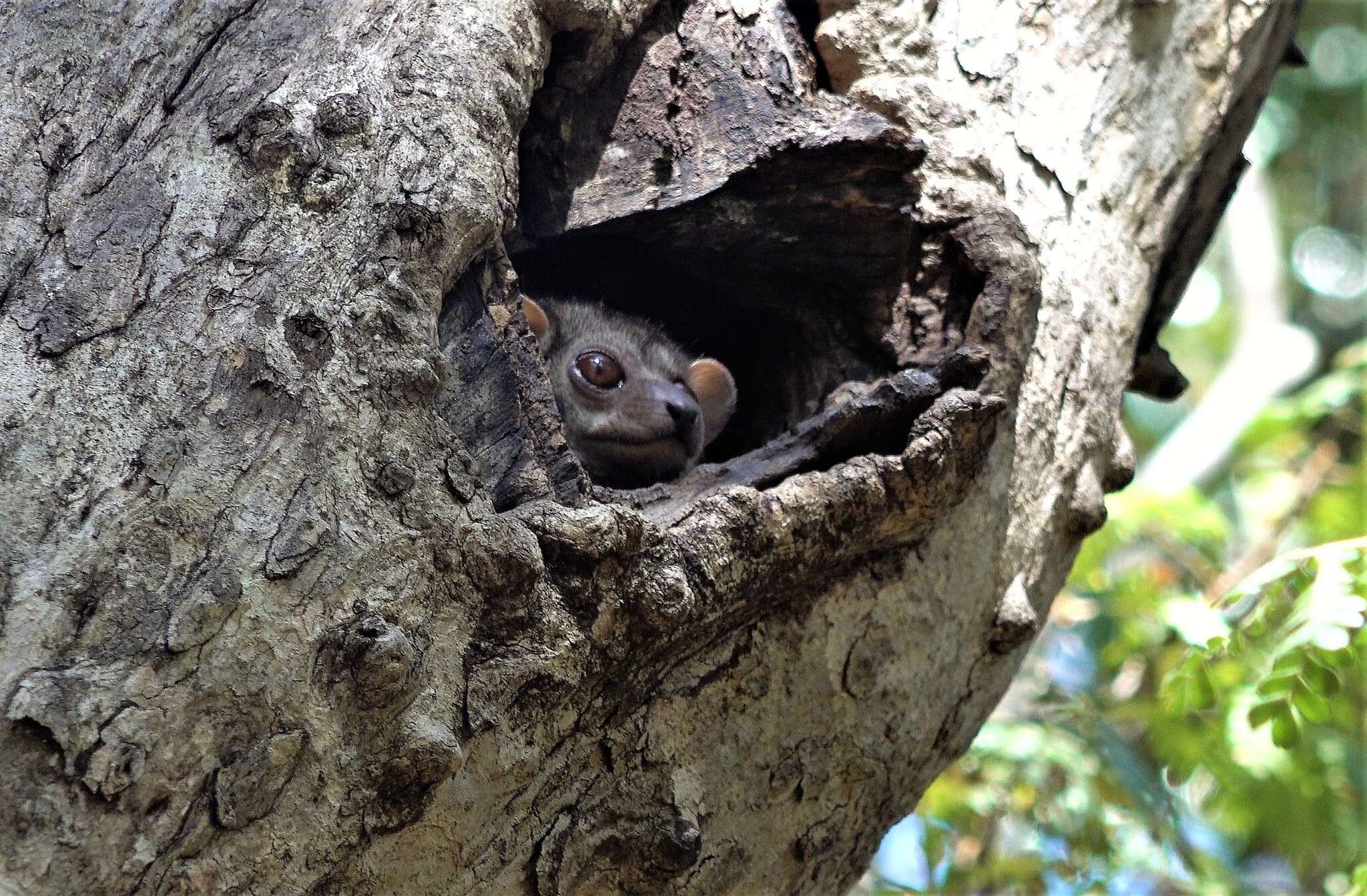 Image of Milne Edwards’s sportive lemur