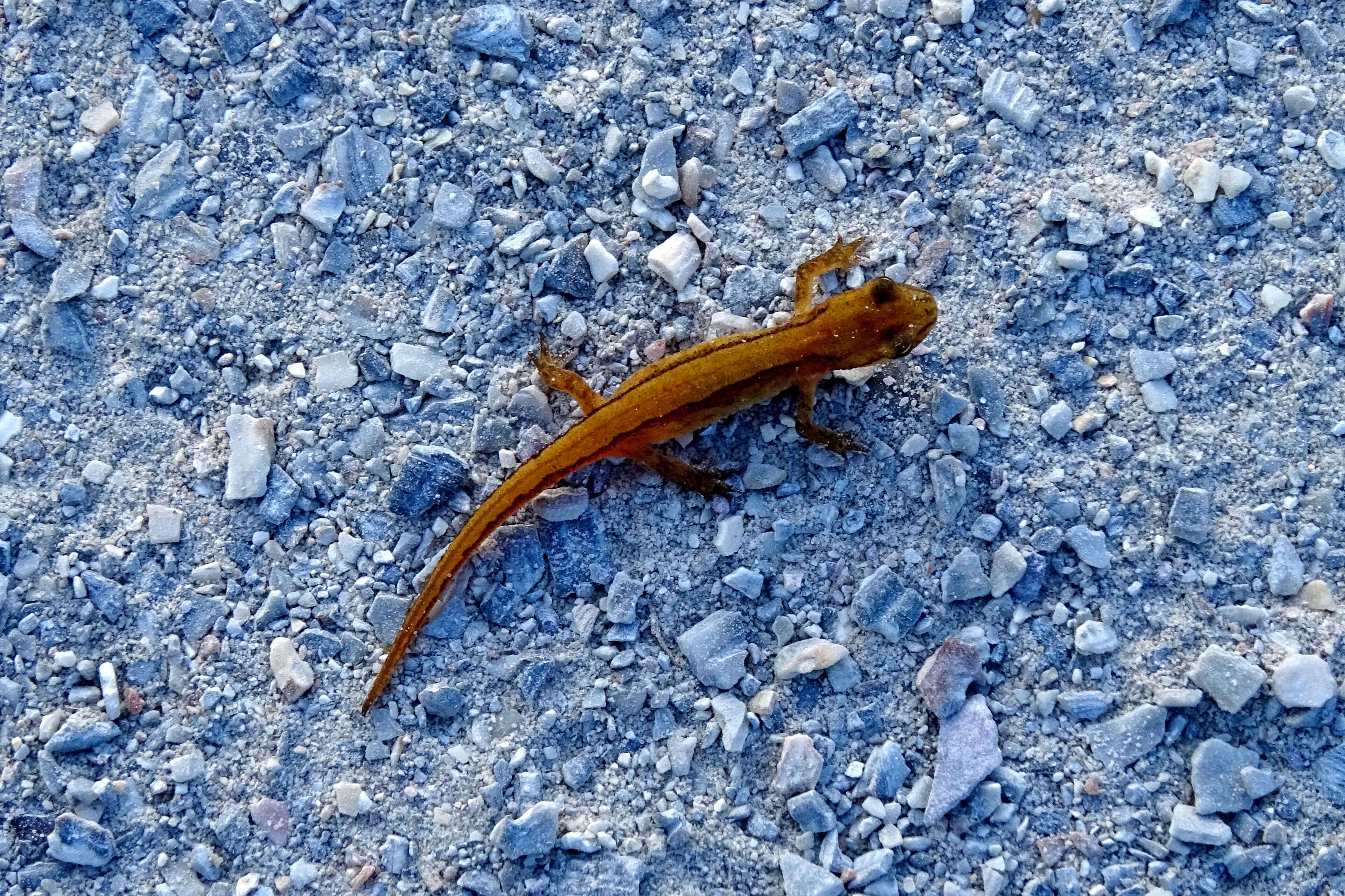 Image of Crested and marbled newts