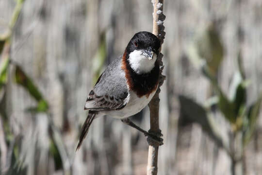 صورة Pachycephala lanioides Gould 1840