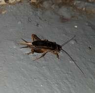 Image of Indies Short-tailed Cricket