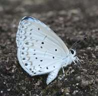 Image of holly blue