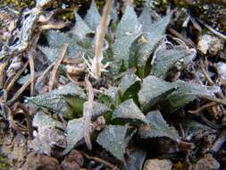 Image of Haworthia maraisii var. maraisii