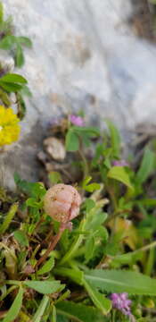 Trifolium bullatum Boiss. & Hausskn. resmi