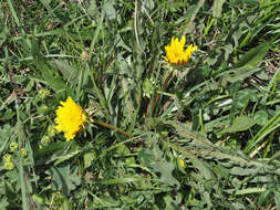 Taraxacum stevenii (Spreng.) DC.的圖片