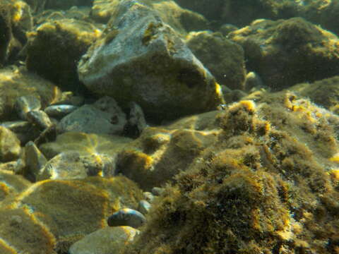 Image of Adriatic blenny