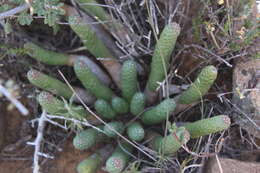 Euphorbia esculenta Marloth resmi