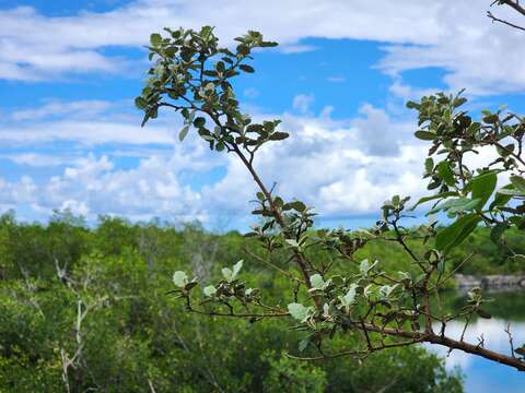 Image of Anastraphia northropiana Greenm. ex Combs