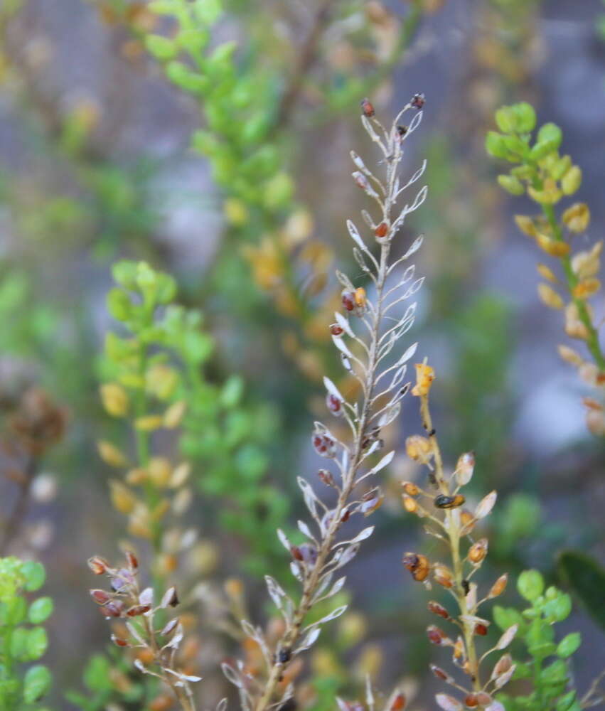 Image of Argentine pepperwort