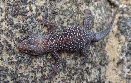 Image of Pachydactylus maraisi Heinicke, Adderly, Bauer & Jackman 2011