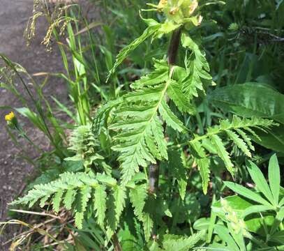 Imagem de Pedicularis bracteosa var. latifolia (Pennell) Cronq.