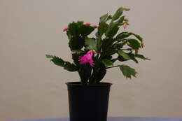 Image of false Christmas cactus