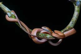 Image of Black-headed Cat Snake