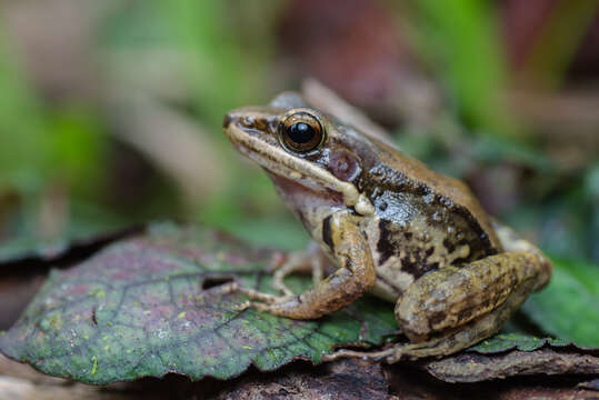 Image of Black-striped Frog