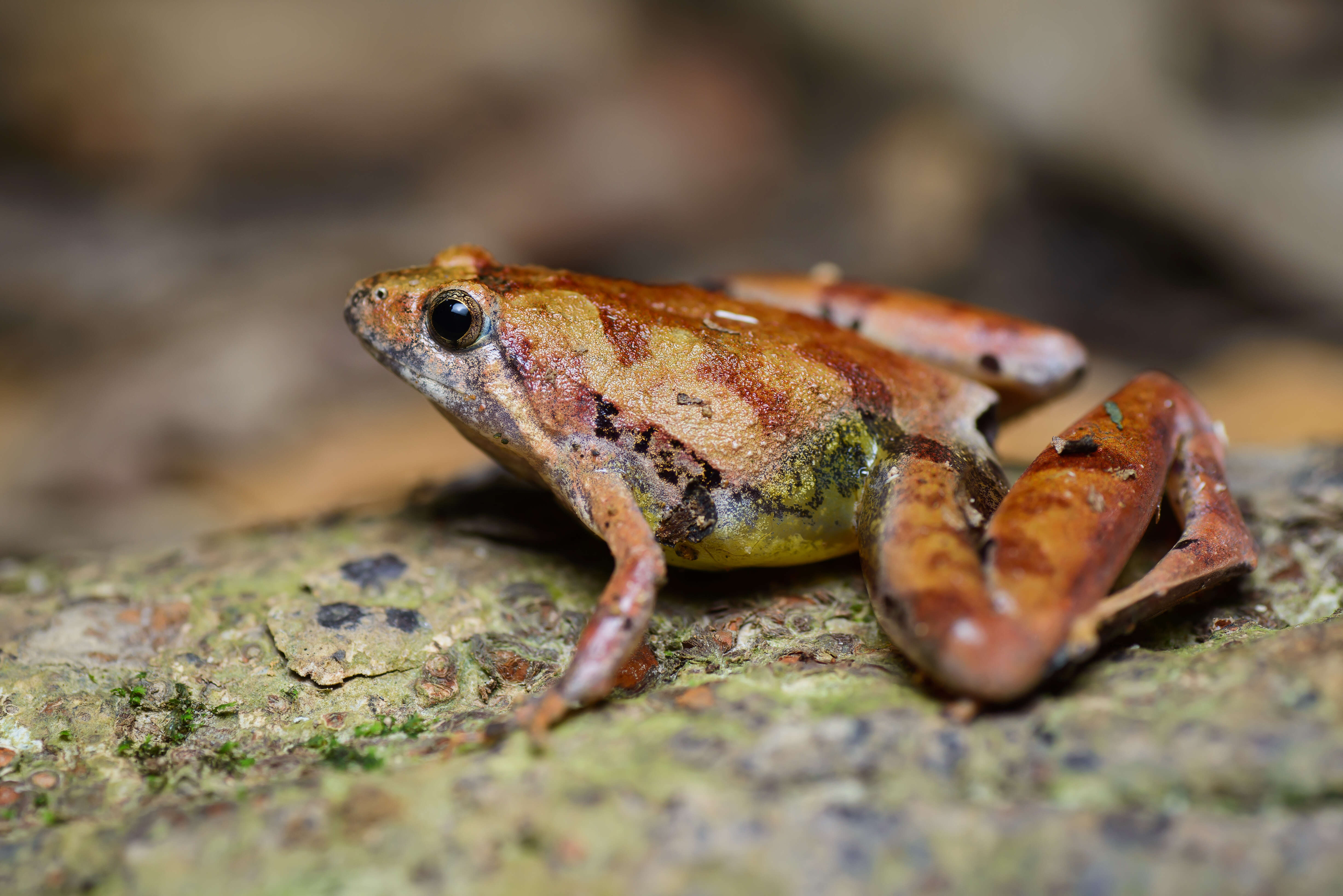 Image of Berdmore's Chorus Frog