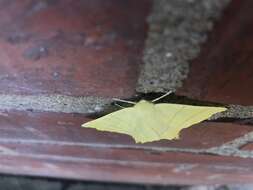 Image of swallow-tailed moth