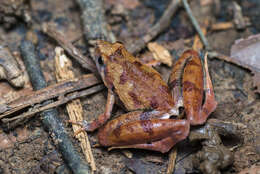 Image of Berdmore's Chorus Frog