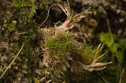 Image of Koolau Rosette Grass