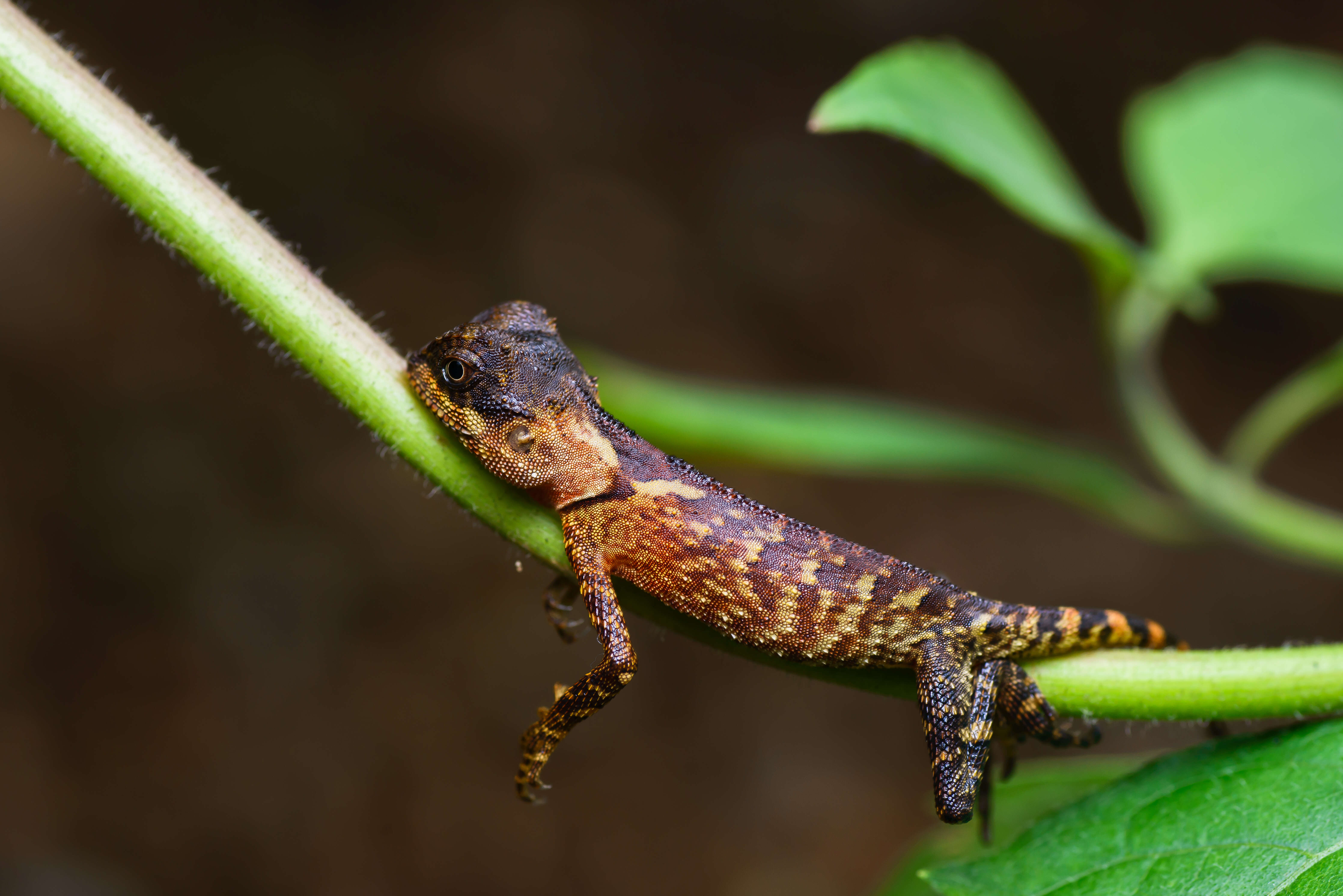 Image of Boulenger's Pricklenape