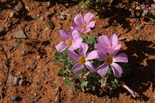 Sivun Oxalis annae F. Bolus kuva