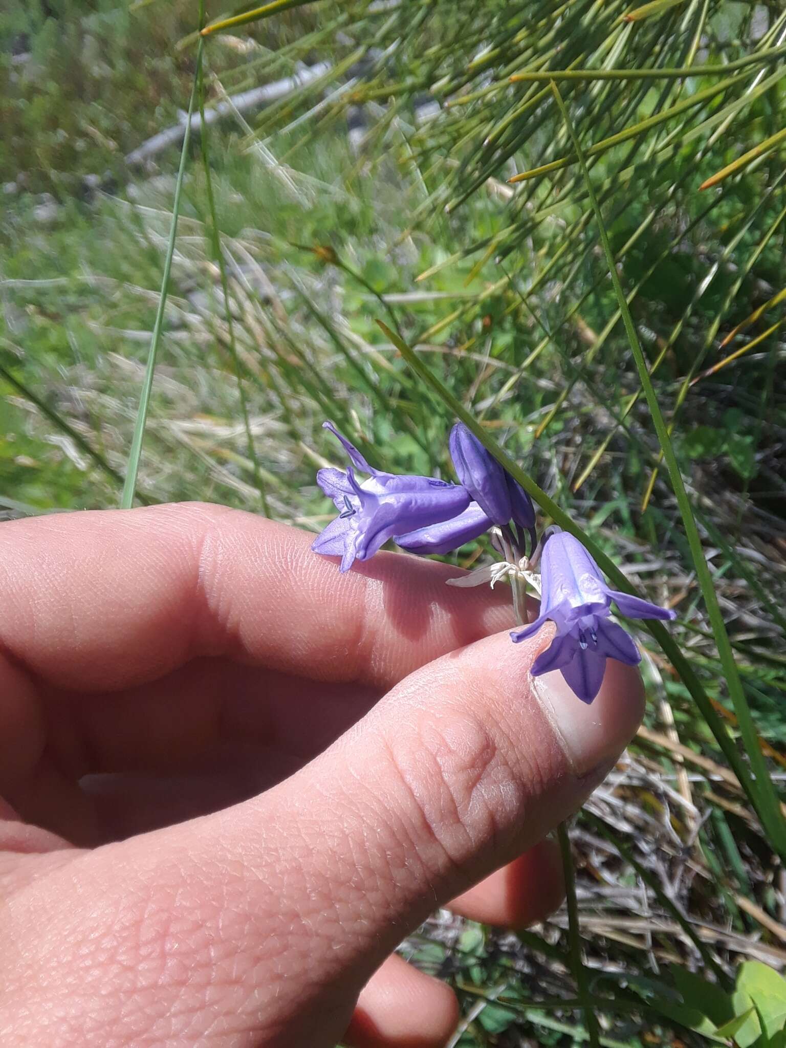 صورة Triteleia grandiflora Lindl.