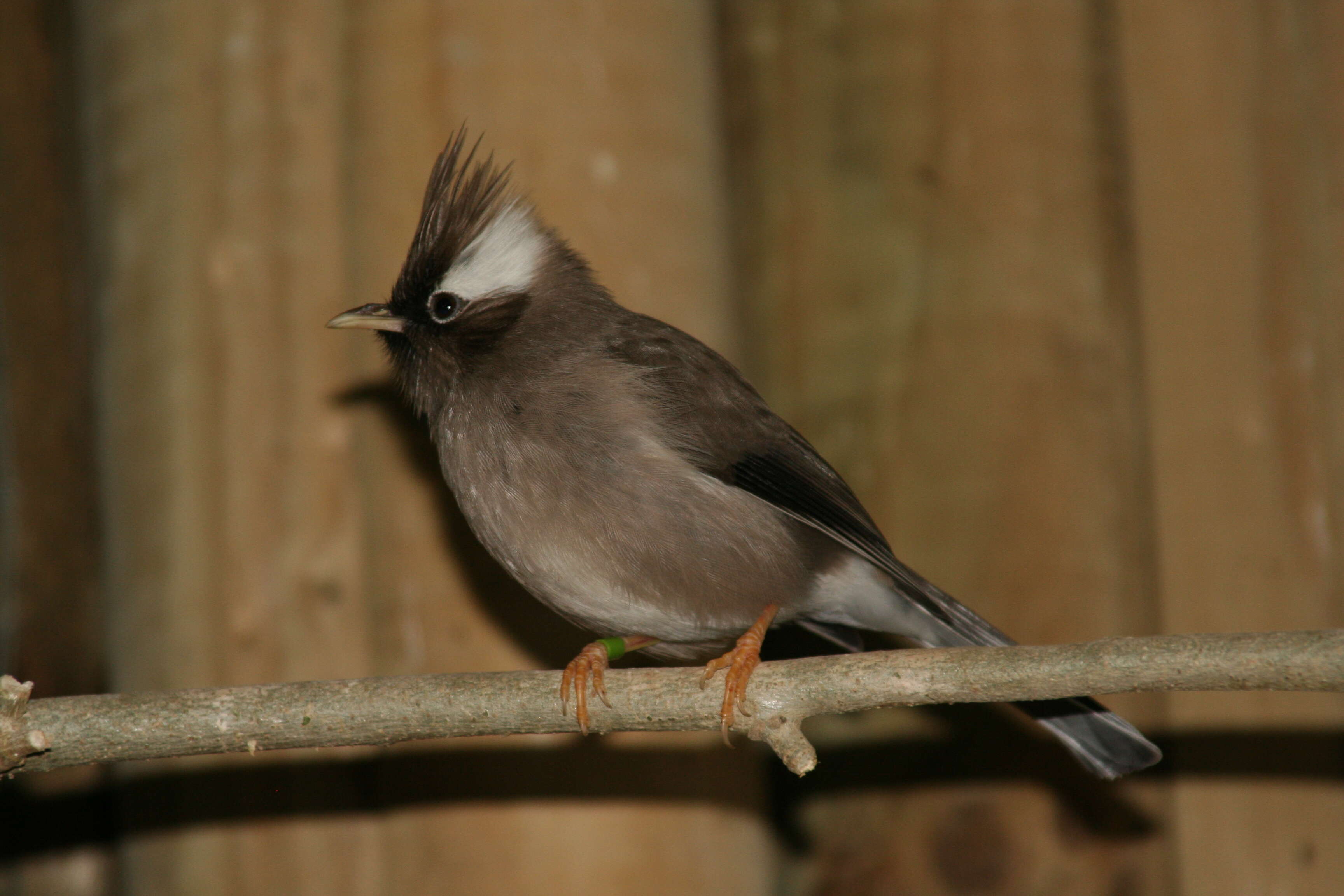 Image of Yuhina Hodgson 1836