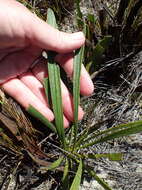 Imagem de Protea scabra R. Br.