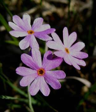 Plancia ëd Primula farinosa L.