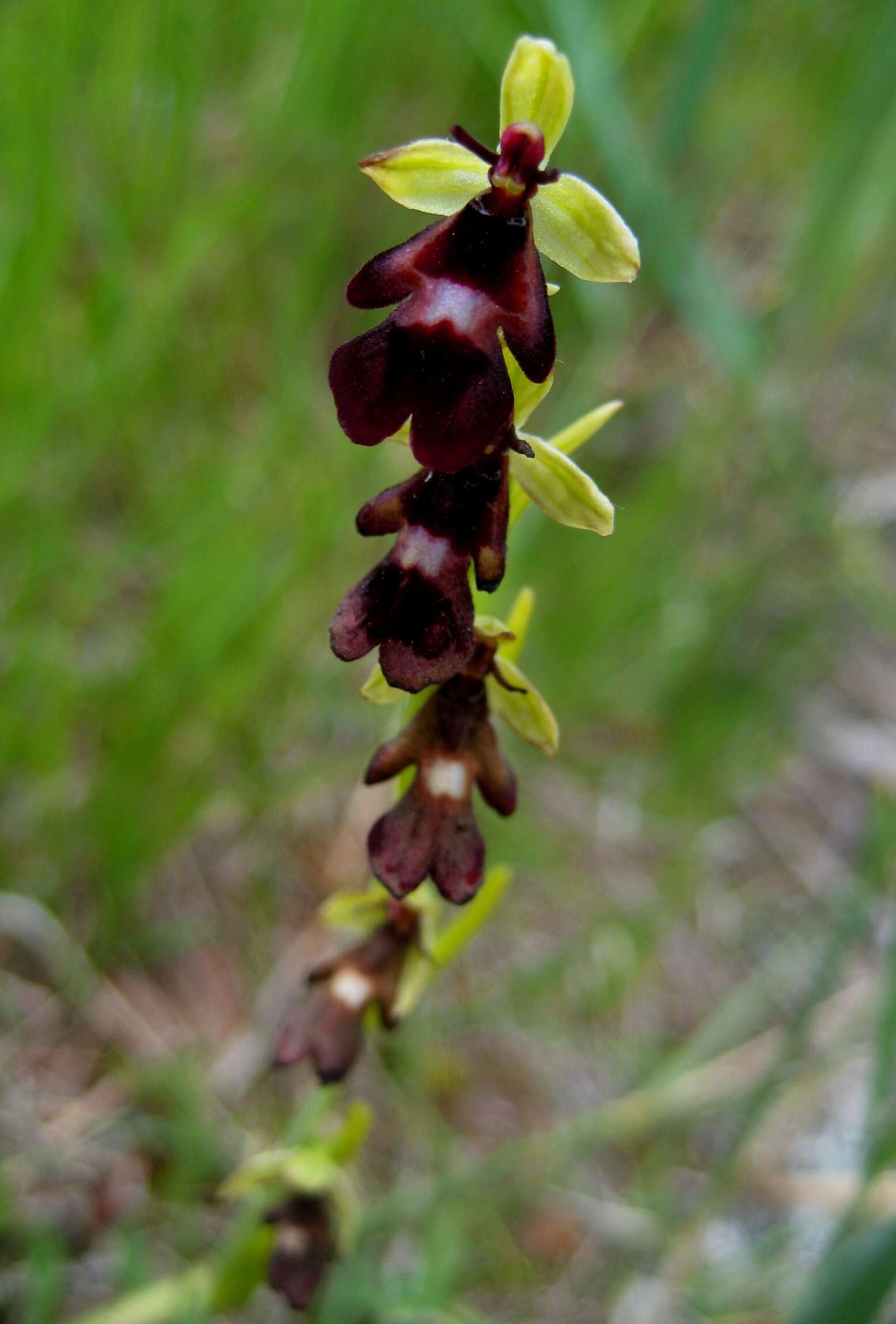 Слика од Ophrys insectifera L.