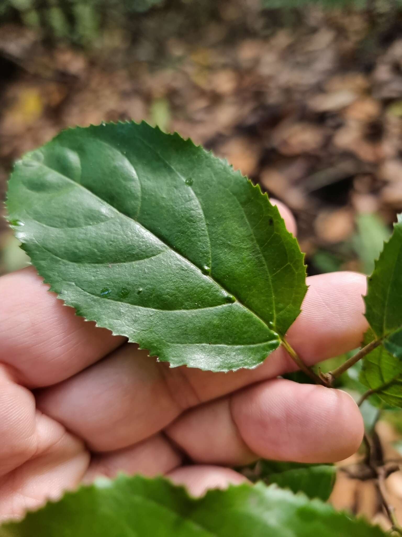 Image of Rhamnus glandulosa Ait.