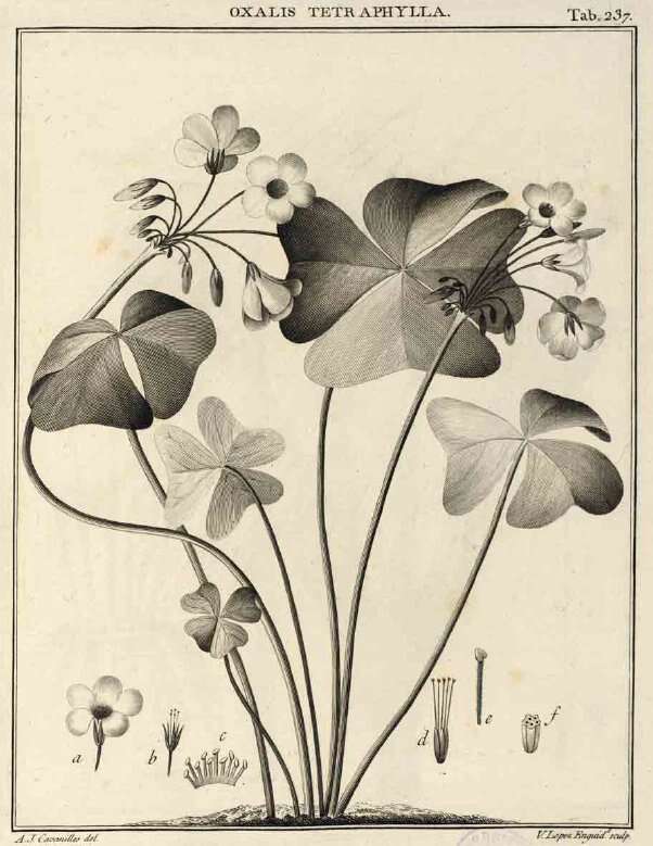 Image de Oxalis tetraphylla Cav.