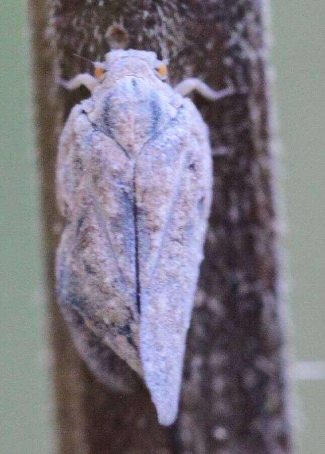 Image of Citrus Flatid Planthopper