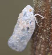 Image of Citrus Flatid Planthopper