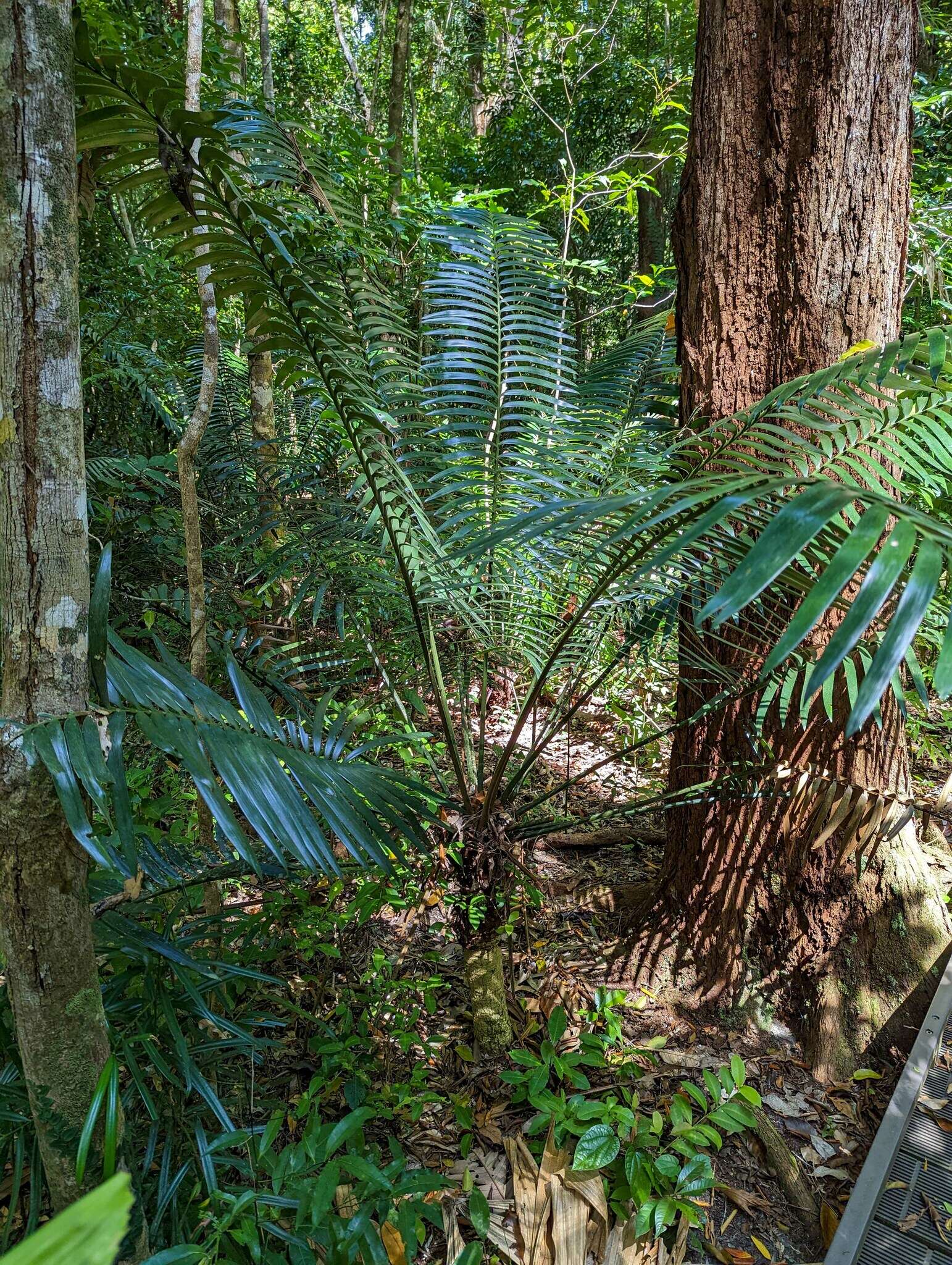 Image of Lepidozamia hopei Regel