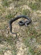 Image of Black pine snake