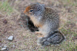 Image of Columbian ground squirrel