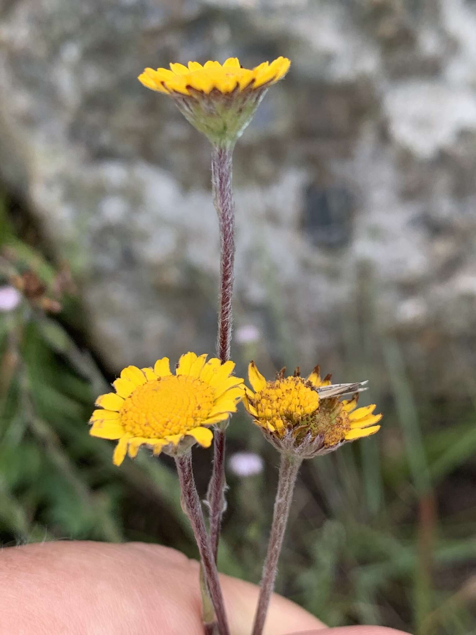 Image of Inezia integrifolia (Klatt) Phillips