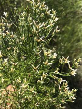 Слика од Baccharis angustifolia Michx.