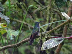 Image of Green-backed Hillstar