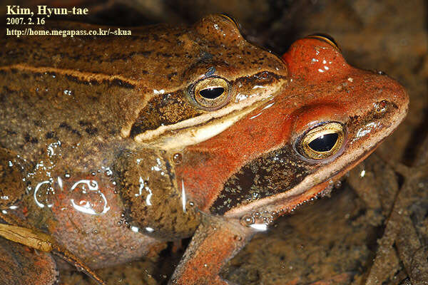 Image of Amur Brown Frog. Han-Guk-San-Gae-Gu-Ri