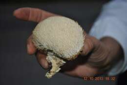 صورة Hericium erinaceus (Bull.) Pers. 1797