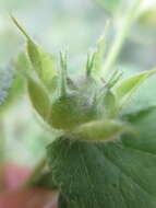 Image of Abutilon bivalve