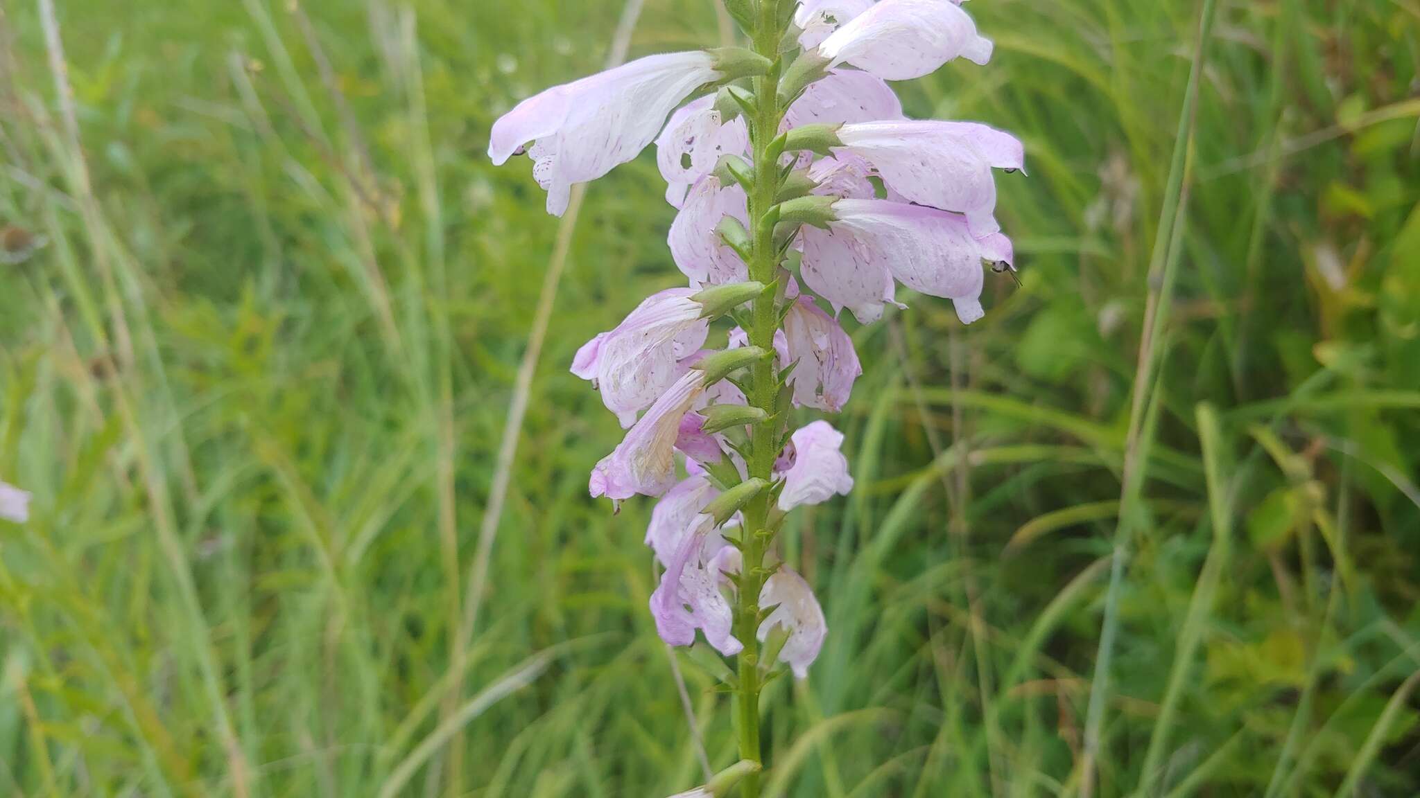 Image of obedient plant