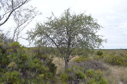 Image de Tabebuia nodosa (Griseb.) Griseb.