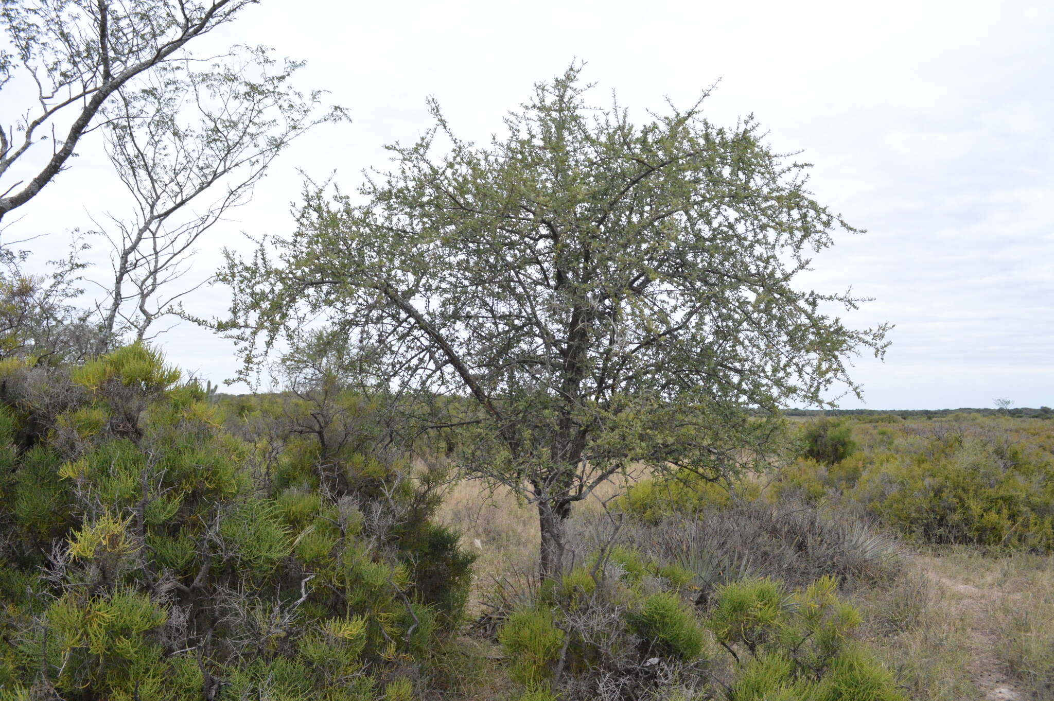 Image of Tabebuia nodosa (Griseb.) Griseb.