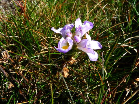 Image de Euphrasia collina subsp. diversicolor W. R. Barker