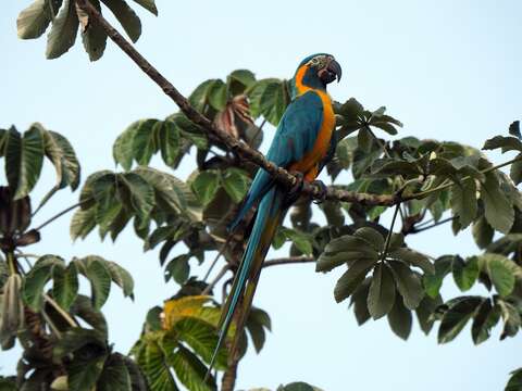 Image of Blue-throated Macaw