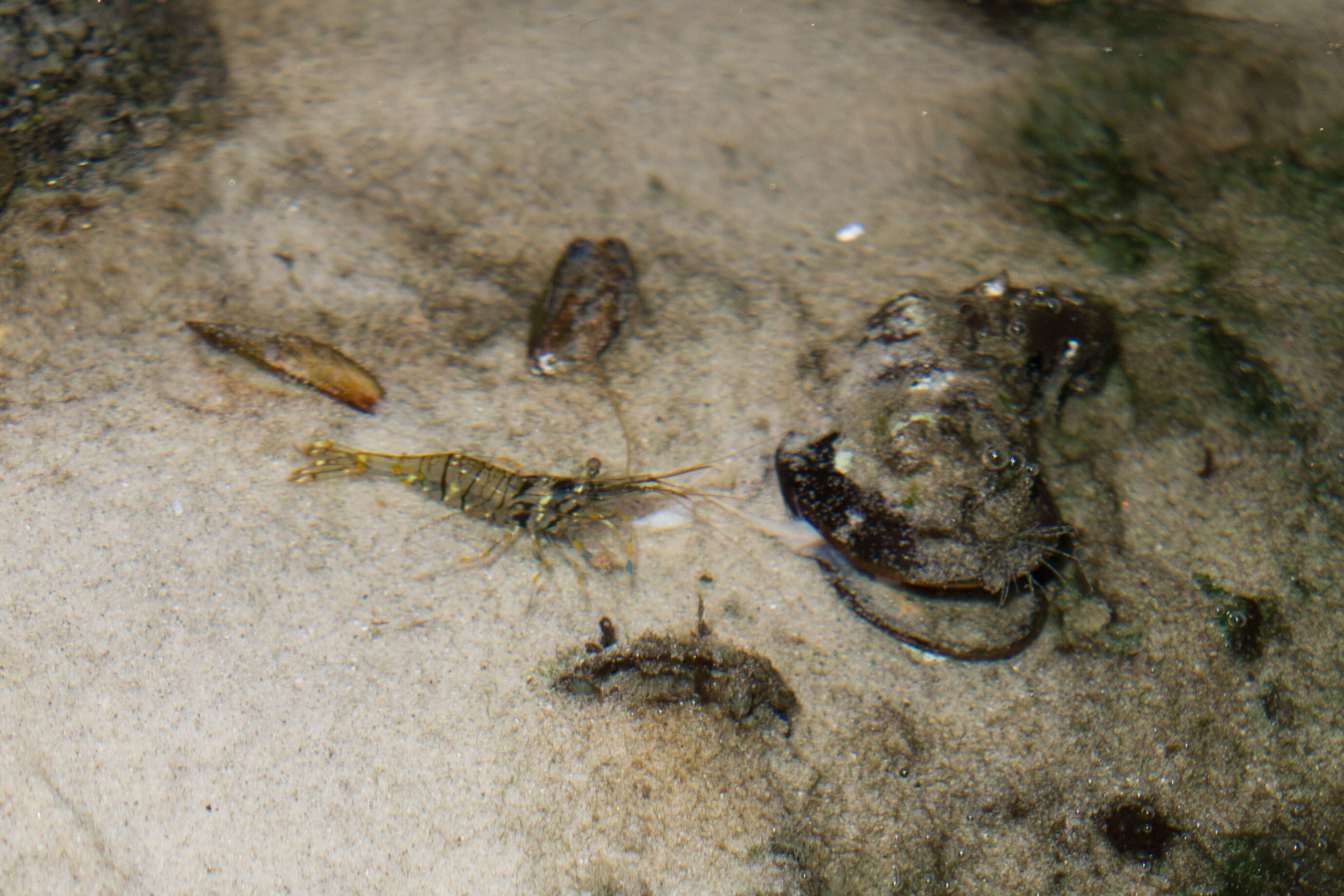 Image of Common shrimp